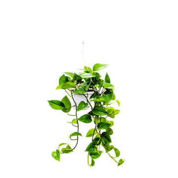 Money Plant Hanging